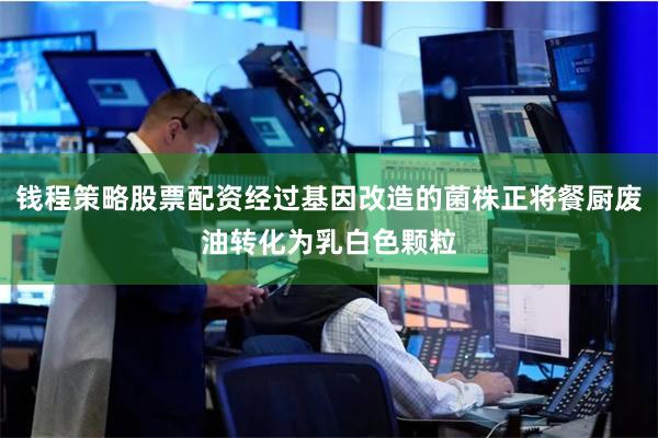 钱程策略股票配资经过基因改造的菌株正将餐厨废油转化为乳白色颗粒